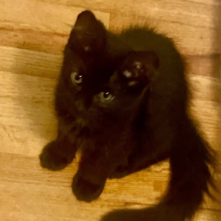 Americano, an adoptable Domestic Short Hair in Kingman, KS, 67068 | Photo Image 1
