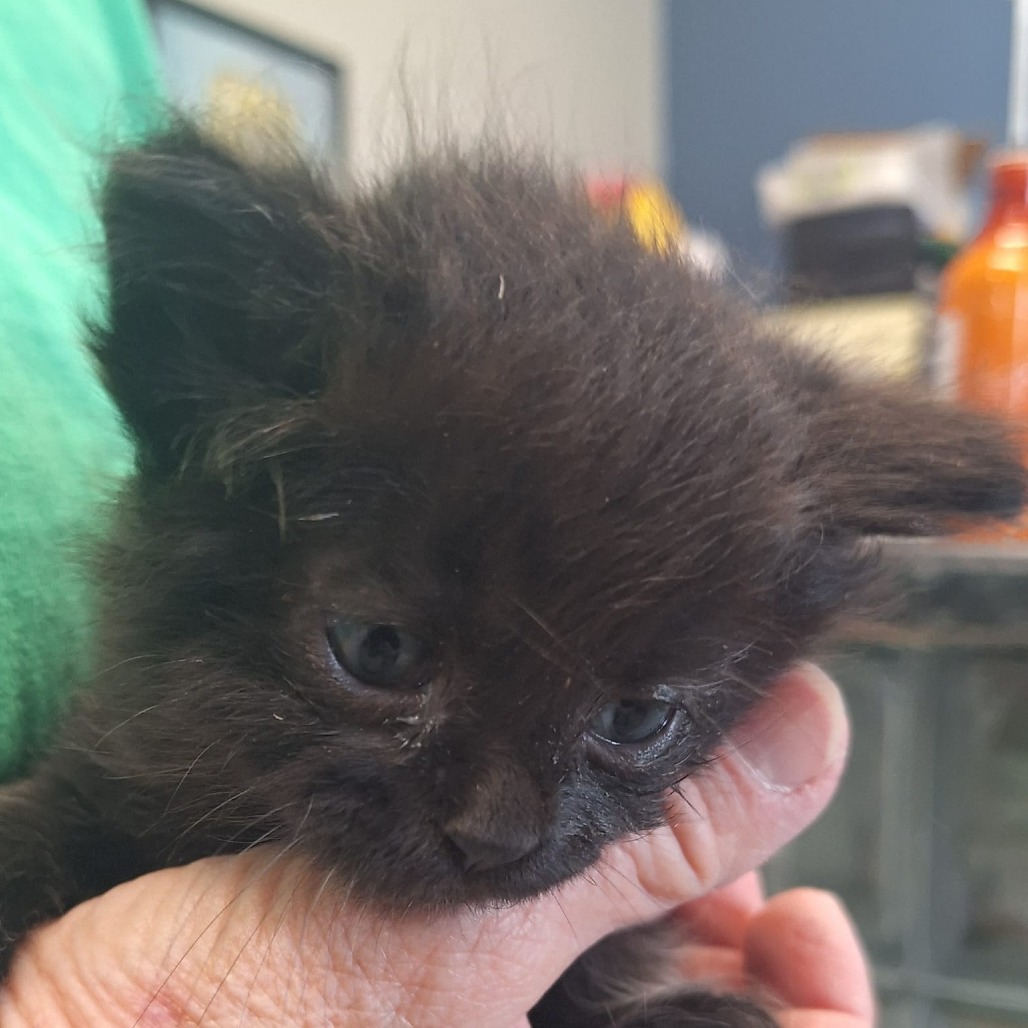 Americano, an adoptable Domestic Short Hair in Kingman, KS, 67068 | Photo Image 2