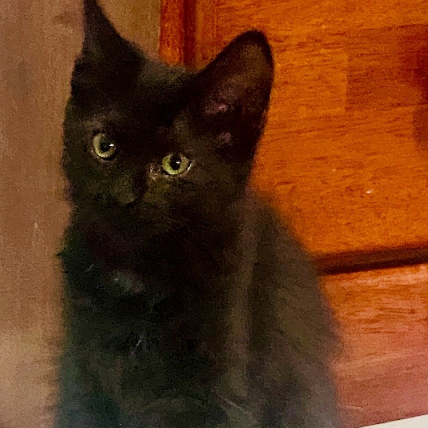 Americano, an adoptable Domestic Short Hair in Kingman, KS, 67068 | Photo Image 3