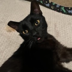 Dan