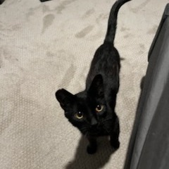 Dan