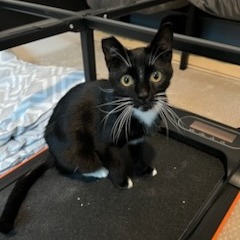 Meet Chuck This cute tuxedo kitten is as sweet as they come Hes a total lap c