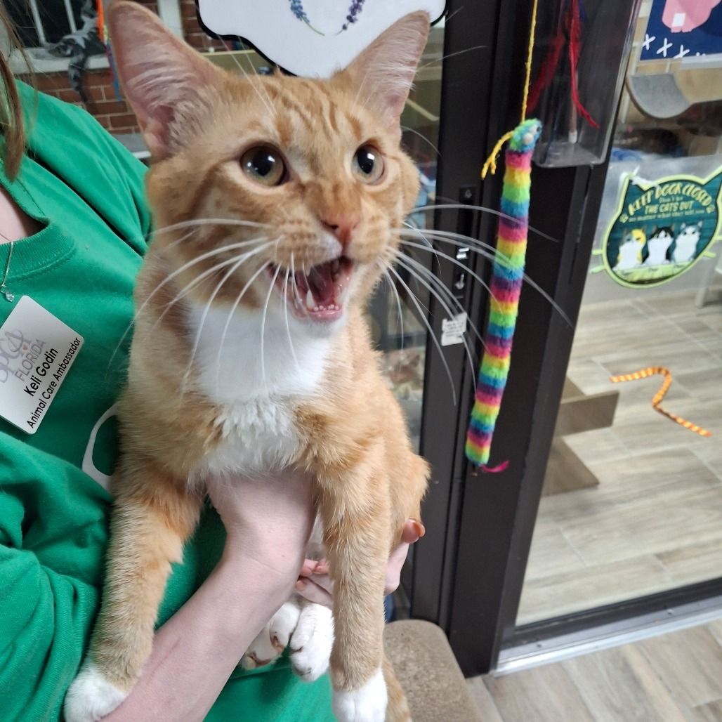 Dorito