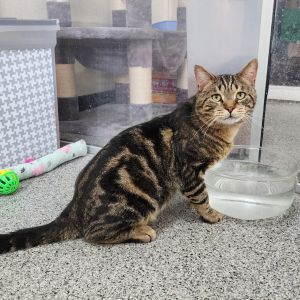 Chase, Adult Male Domestic Short Hair