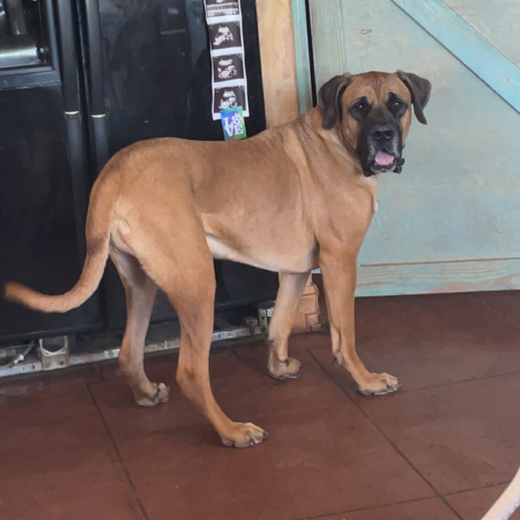 Gus, an adoptable Bullmastiff in Colorado Springs, CO, 80905 | Photo Image 1