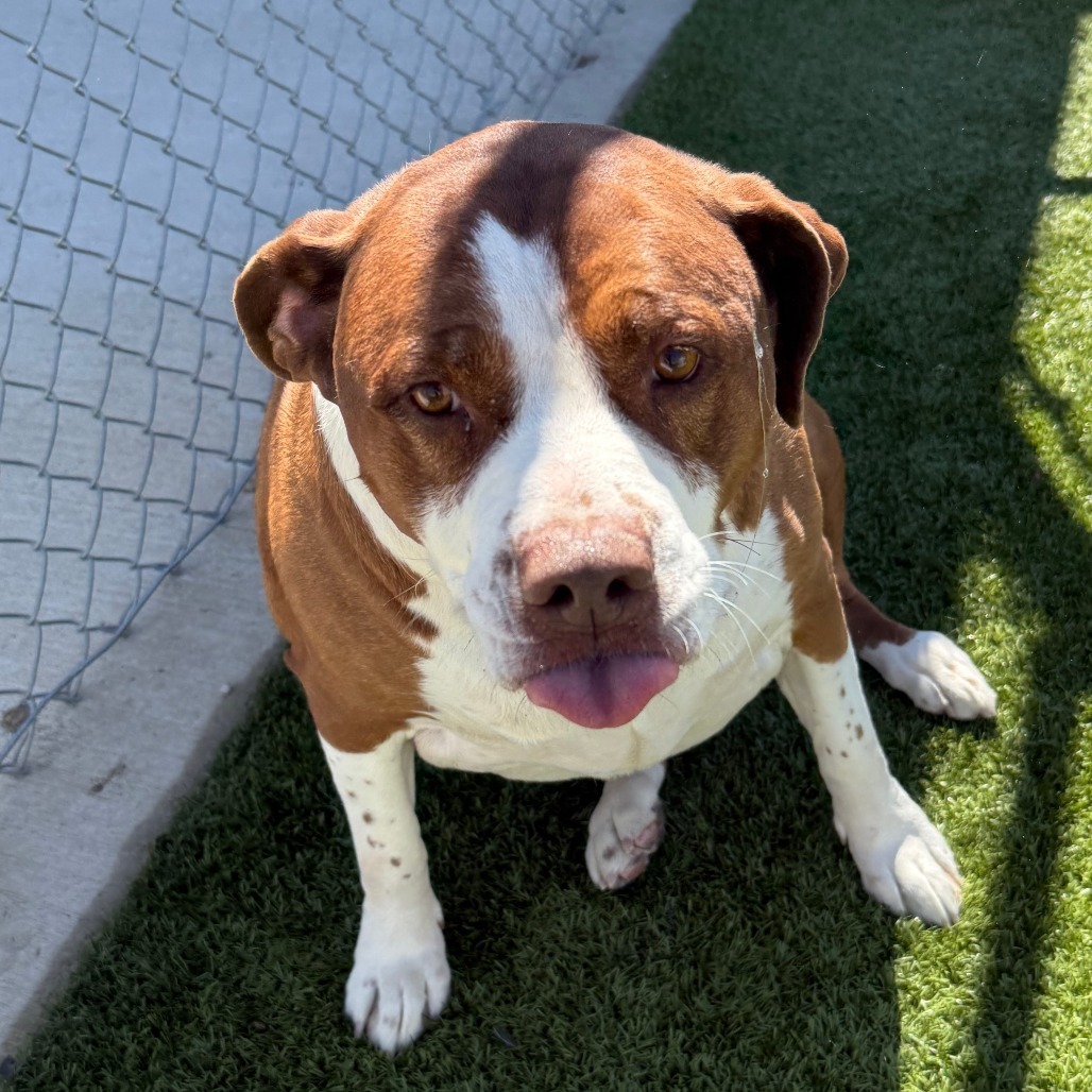 Bell, an adoptable Pit Bull Terrier in Cody, WY, 82414 | Photo Image 1