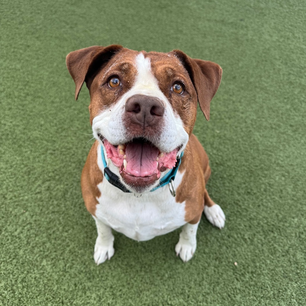 Bell, an adoptable Pit Bull Terrier in Cody, WY, 82414 | Photo Image 1