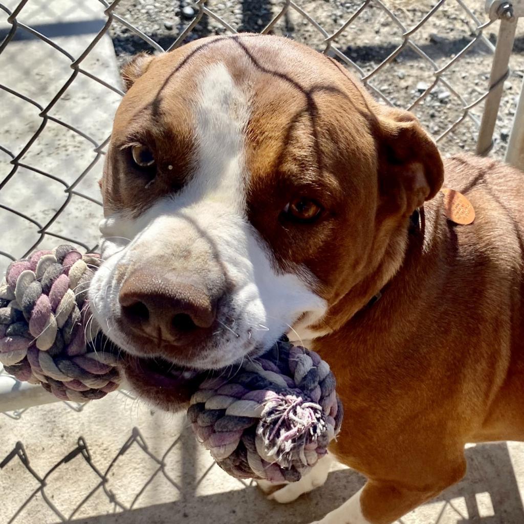 Bell, an adoptable Pit Bull Terrier in Cody, WY, 82414 | Photo Image 2