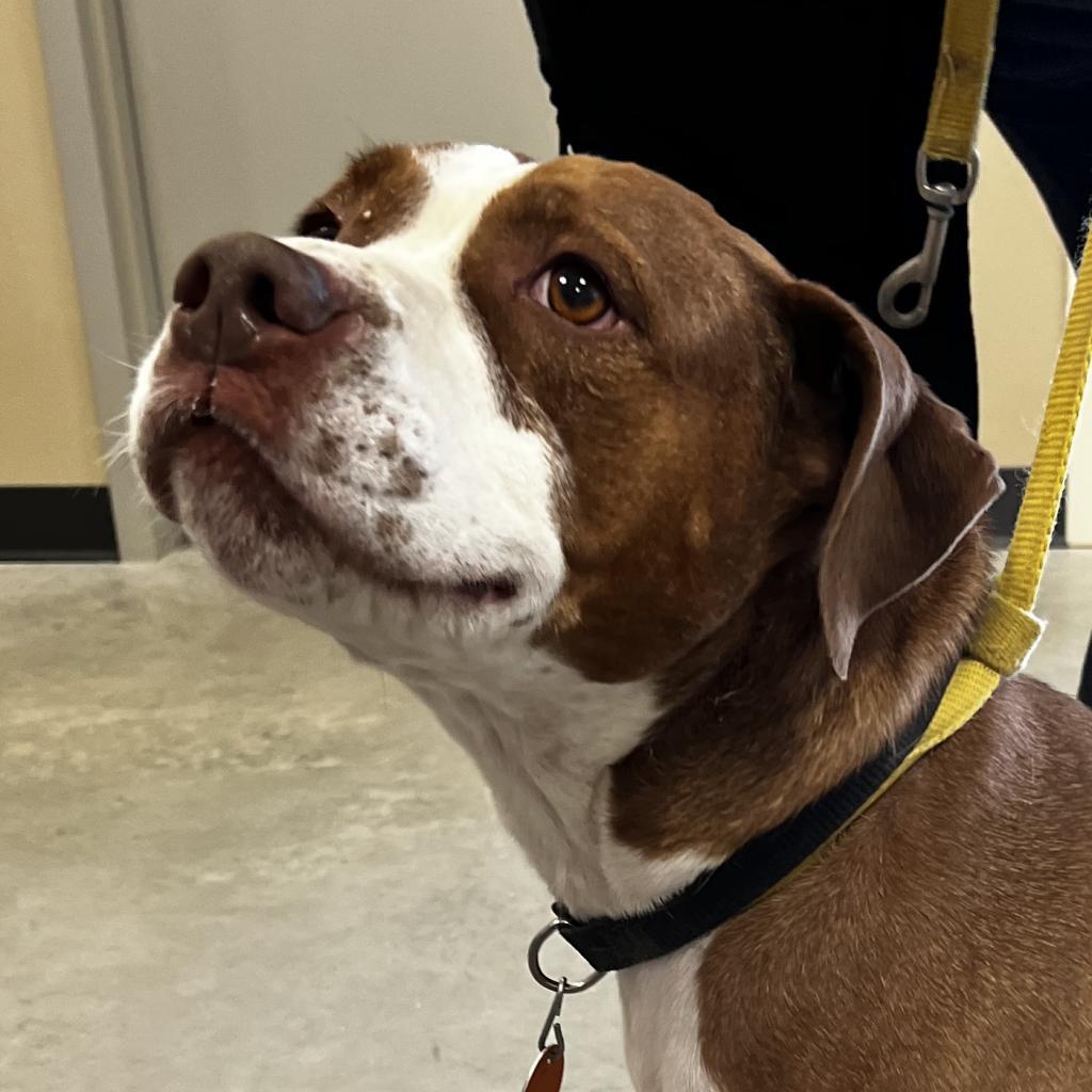 Bell, an adoptable Pit Bull Terrier in Cody, WY, 82414 | Photo Image 3