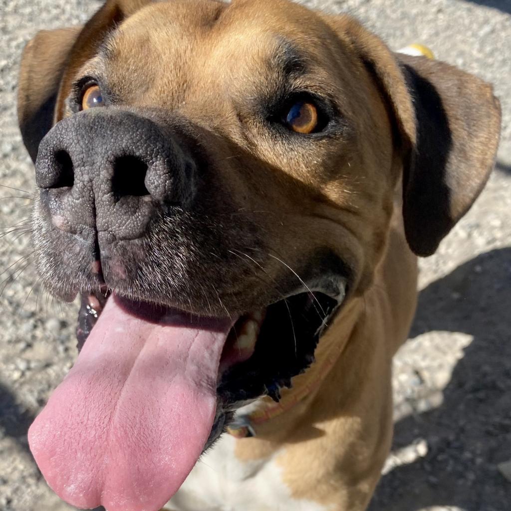 Spike, an adoptable Pit Bull Terrier in Cody, WY, 82414 | Photo Image 1