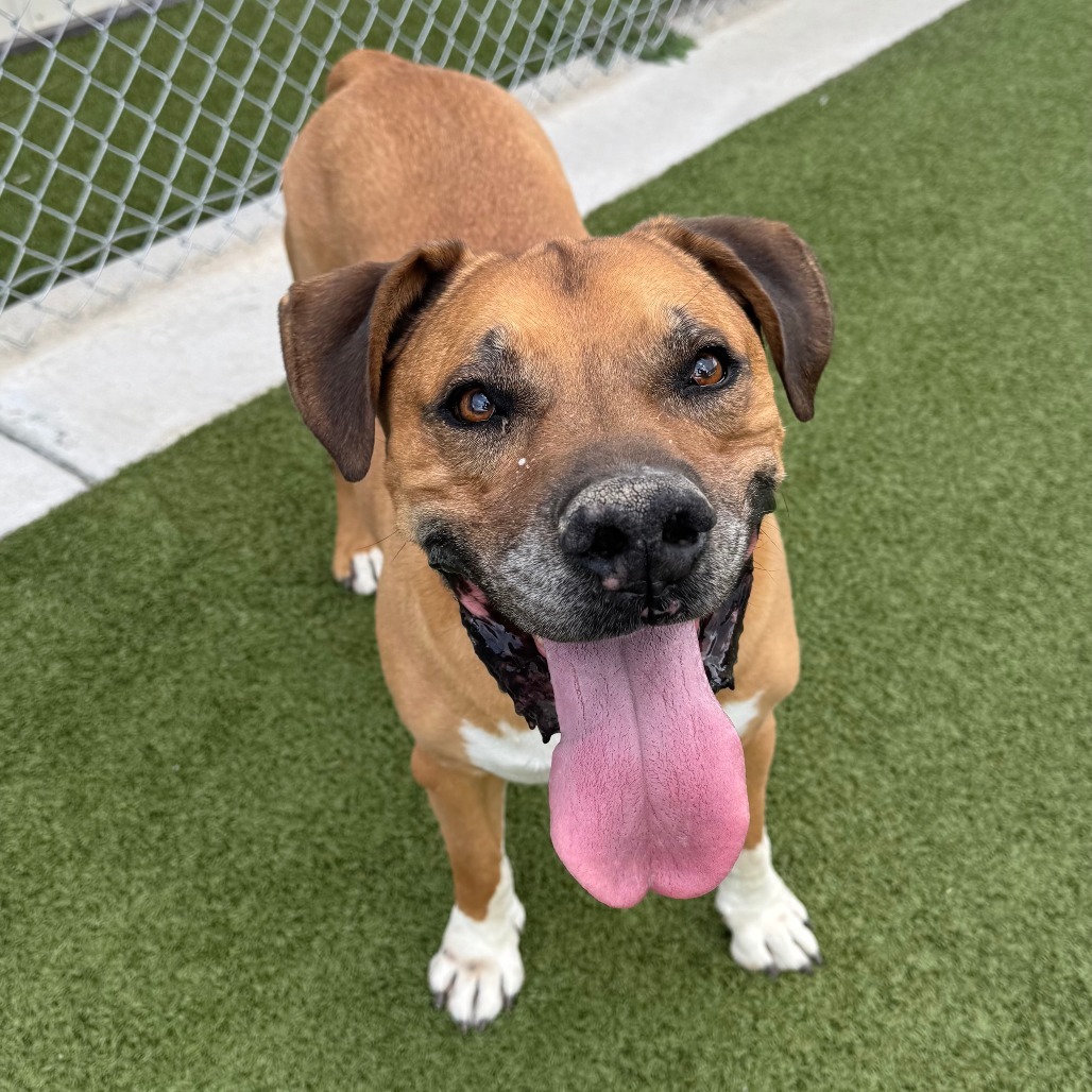 Spike, an adoptable Pit Bull Terrier in Cody, WY, 82414 | Photo Image 1
