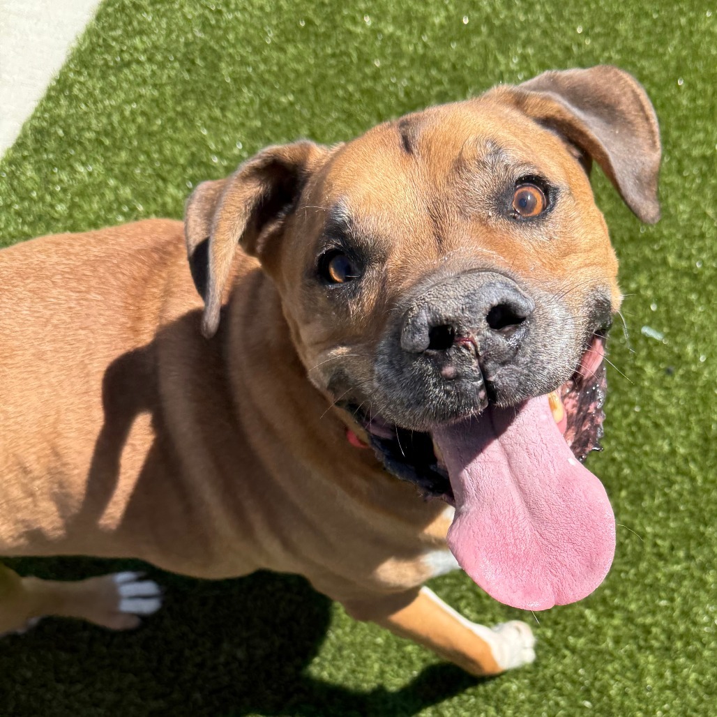Spike, an adoptable Pit Bull Terrier in Cody, WY, 82414 | Photo Image 3