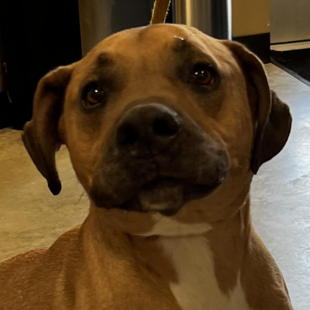 Spike, an adoptable Pit Bull Terrier in Cody, WY, 82414 | Photo Image 3