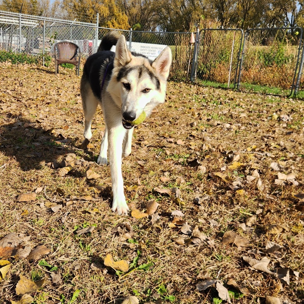 Odin, an adoptable Shepherd, Husky in Mankato, MN, 56001 | Photo Image 1