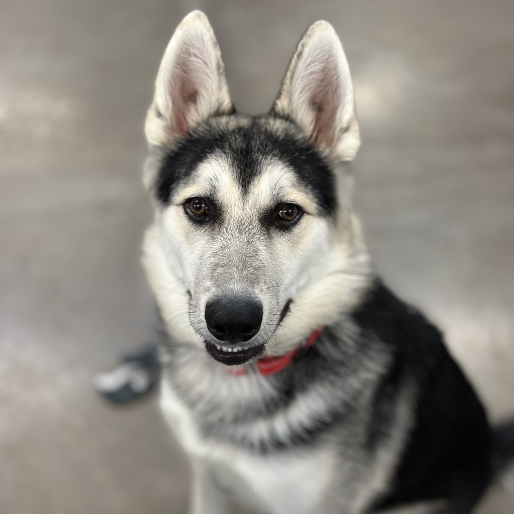 Odin, an adoptable Shepherd, Husky in Mankato, MN, 56001 | Photo Image 2
