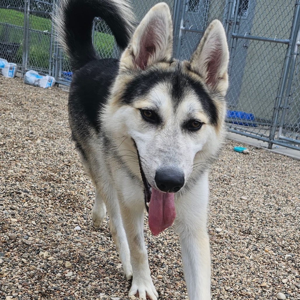 Odin, an adoptable Shepherd, Husky in Mankato, MN, 56001 | Photo Image 3