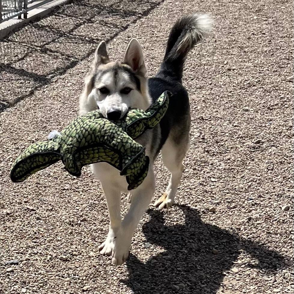Odin, an adoptable Shepherd, Husky in Mankato, MN, 56001 | Photo Image 4