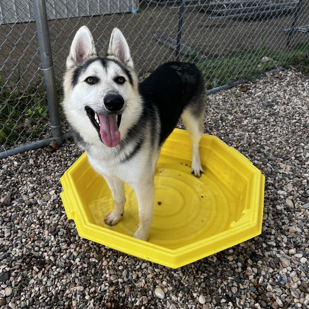 Odin, an adoptable Shepherd, Husky in Mankato, MN, 56001 | Photo Image 5