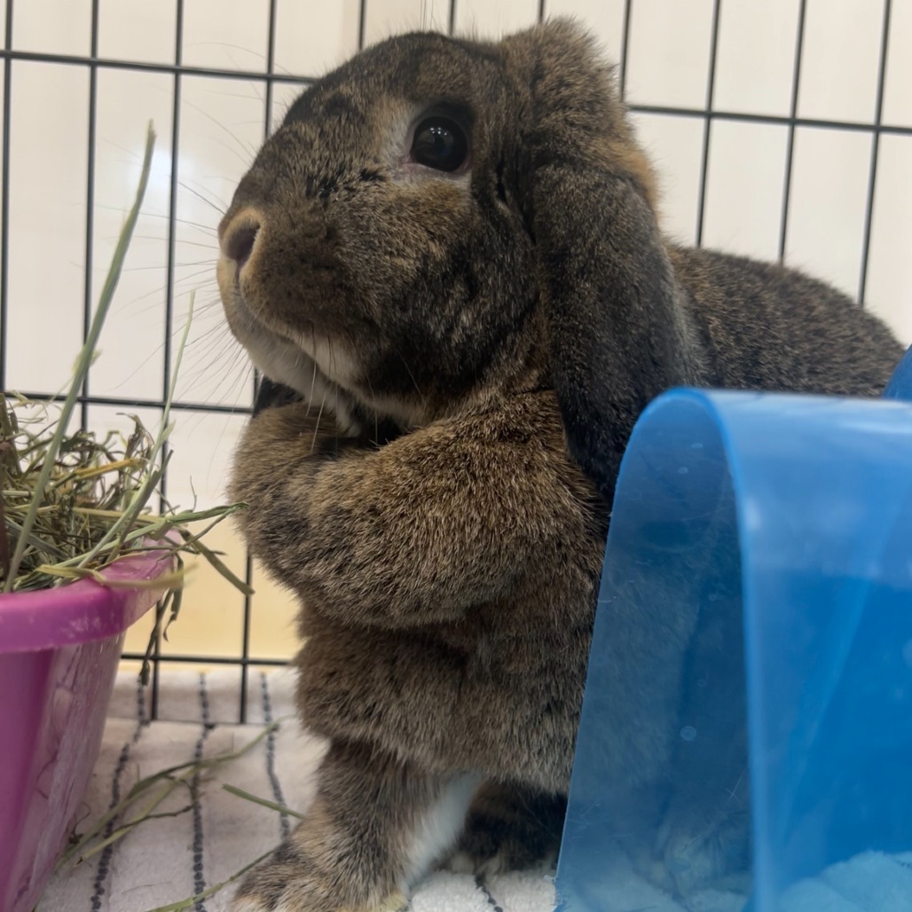 Bun Bun