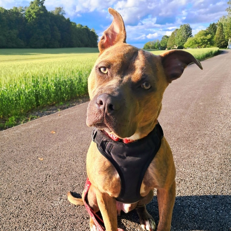 Pixel