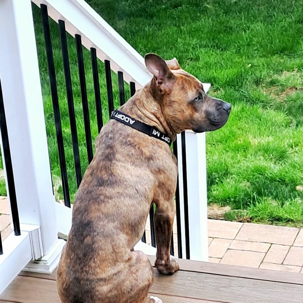 Pixel