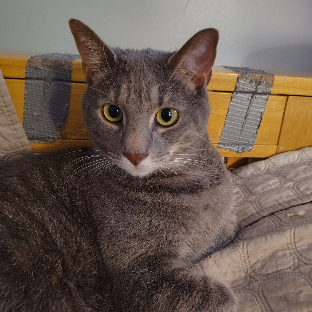 Titi