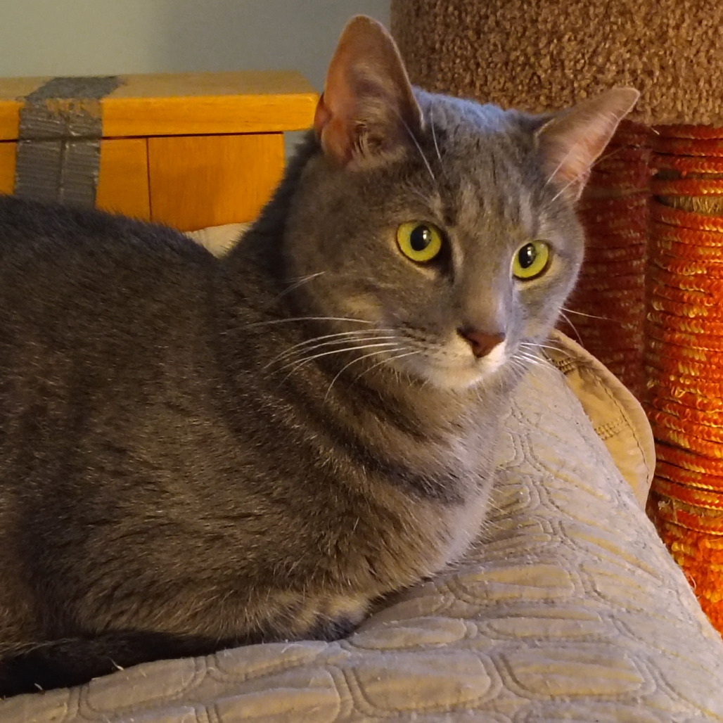 Titi