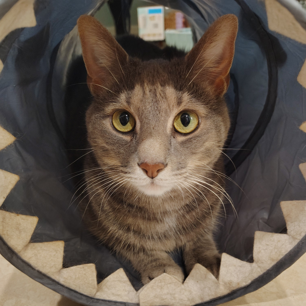 Titi