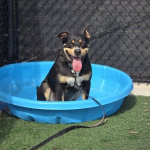 Chance, Adult Male Australian Kelpie