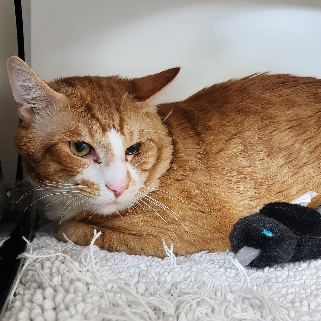 Bastian Balthazar, an adoptable Domestic Medium Hair, Domestic Short Hair in Park City, UT, 84098 | Photo Image 2