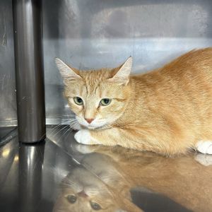 Bobbie, Young Female Domestic Medium Hair