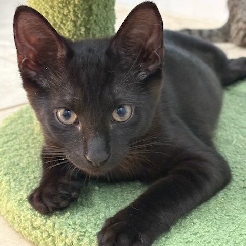 Duke