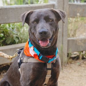 Luka is a smart affectionate and adventure-ready pup whos looking for a home where he can bond de
