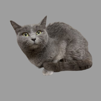 TUSC-Stray-80552, an adoptable Domestic Medium Hair in Tuscaloosa, AL, 35401 | Photo Image 1