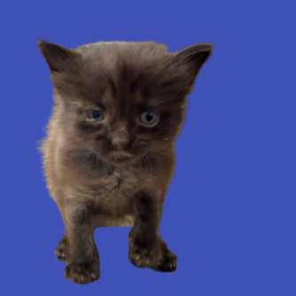 TUSC-Stray-80552_2, an adoptable Domestic Medium Hair in Tuscaloosa, AL, 35401 | Photo Image 1