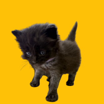 TUSC-Stray-80552_2_3_4_5, an adoptable Domestic Medium Hair in Tuscaloosa, AL, 35401 | Photo Image 1