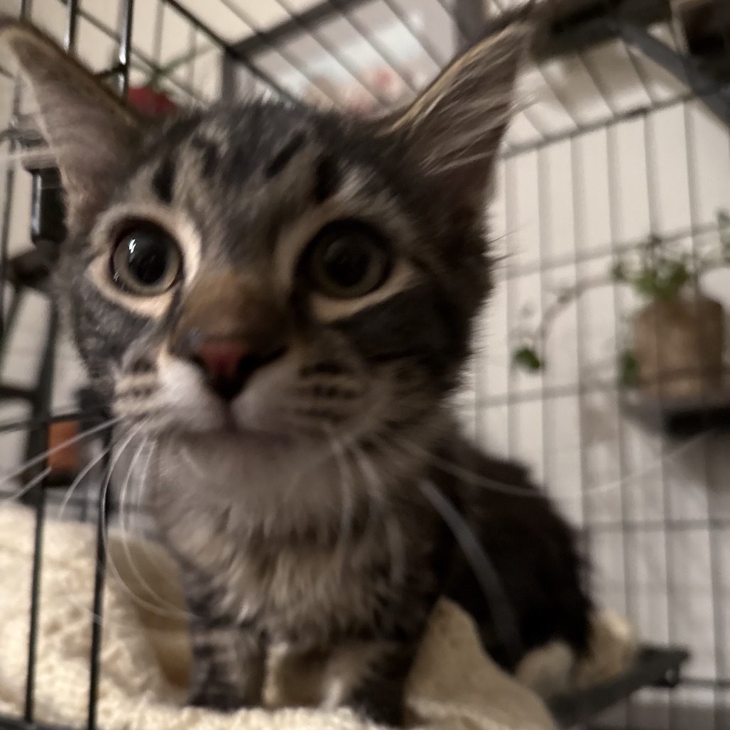 Mowgli