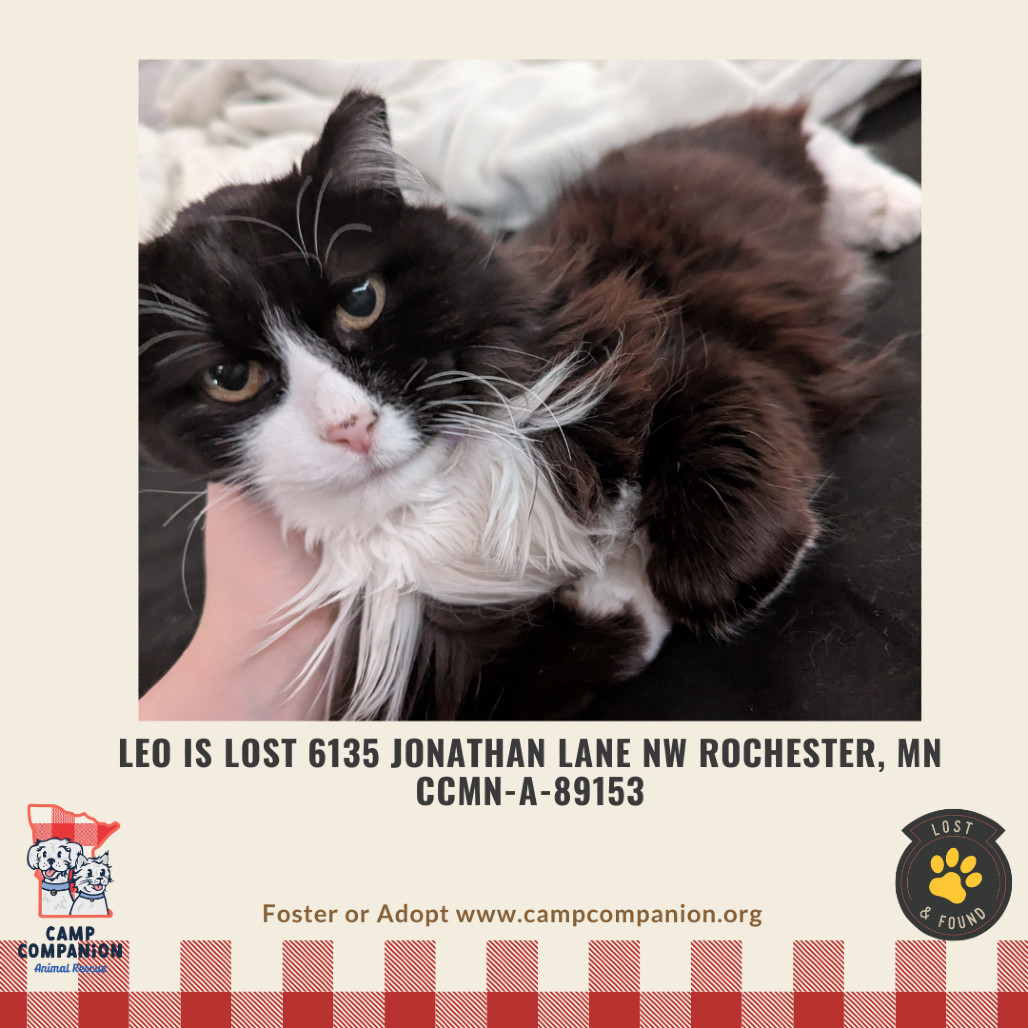LOST - Leo is lost Jonathan Lane NW Rochester MN