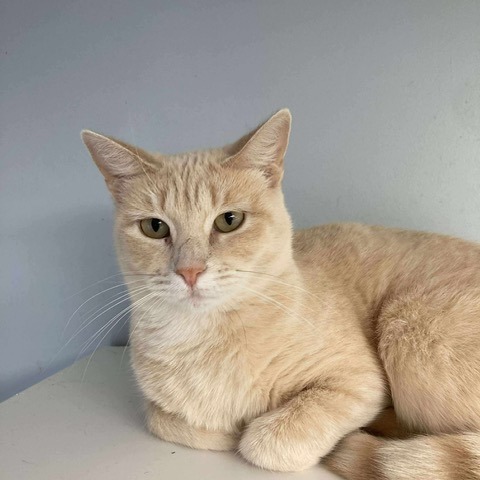 Belladonna, an adoptable Domestic Short Hair in Duncan, OK, 73533 | Photo Image 1