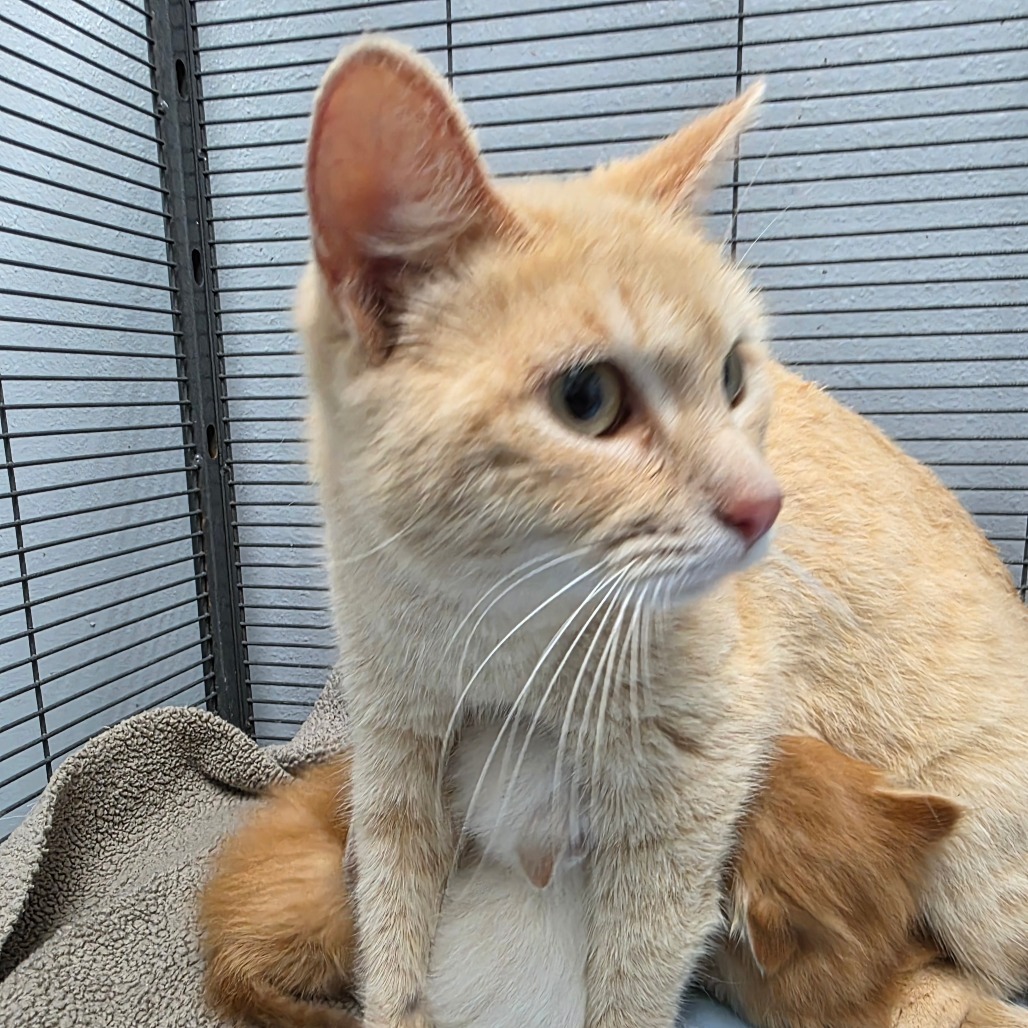 Belladonna, an adoptable Domestic Short Hair in Duncan, OK, 73533 | Photo Image 2