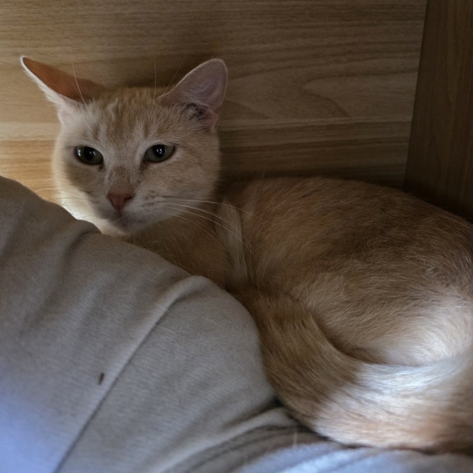 Belladonna, an adoptable Domestic Short Hair in Duncan, OK, 73533 | Photo Image 3