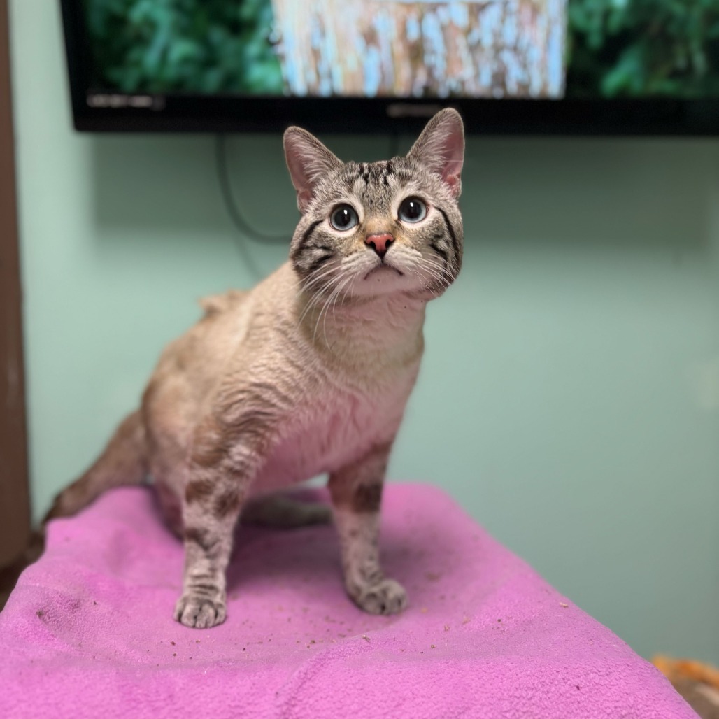 Zion***ADOPTION PENDING***