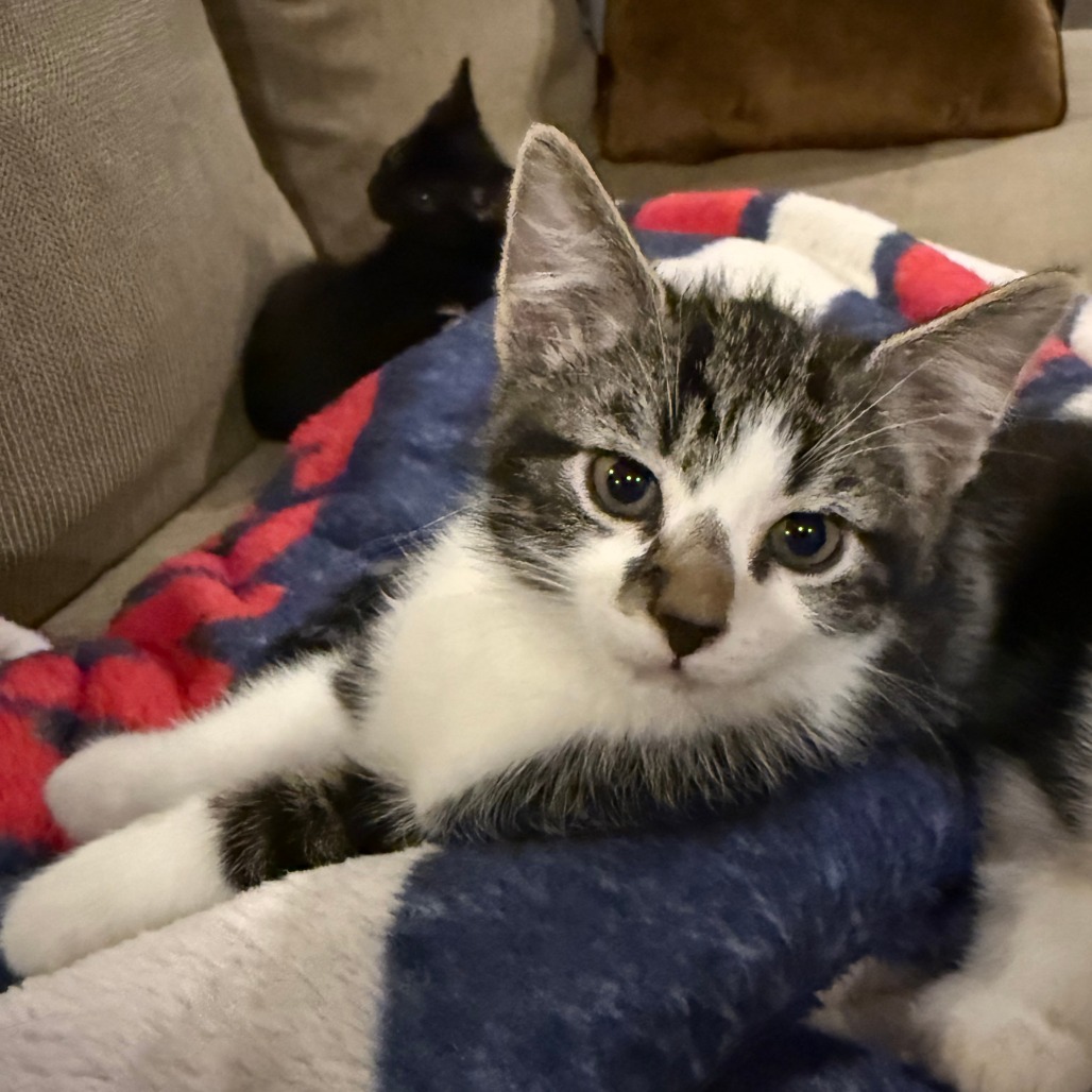 Muffin Hyattsville