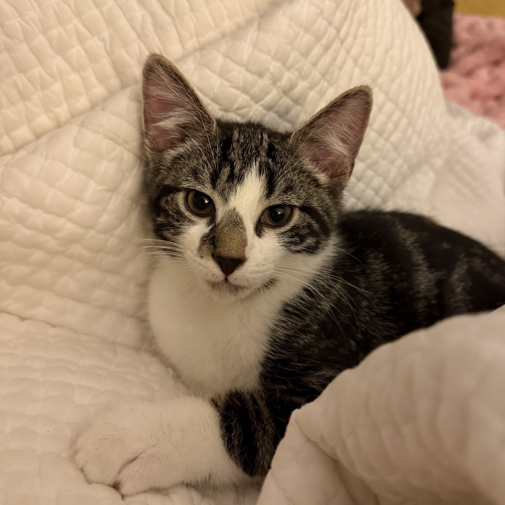 Muffin Hyattsville