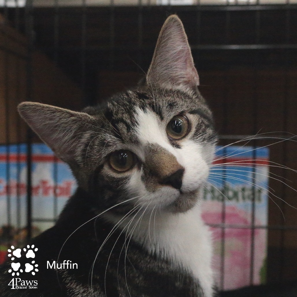 Muffin Hyattsville