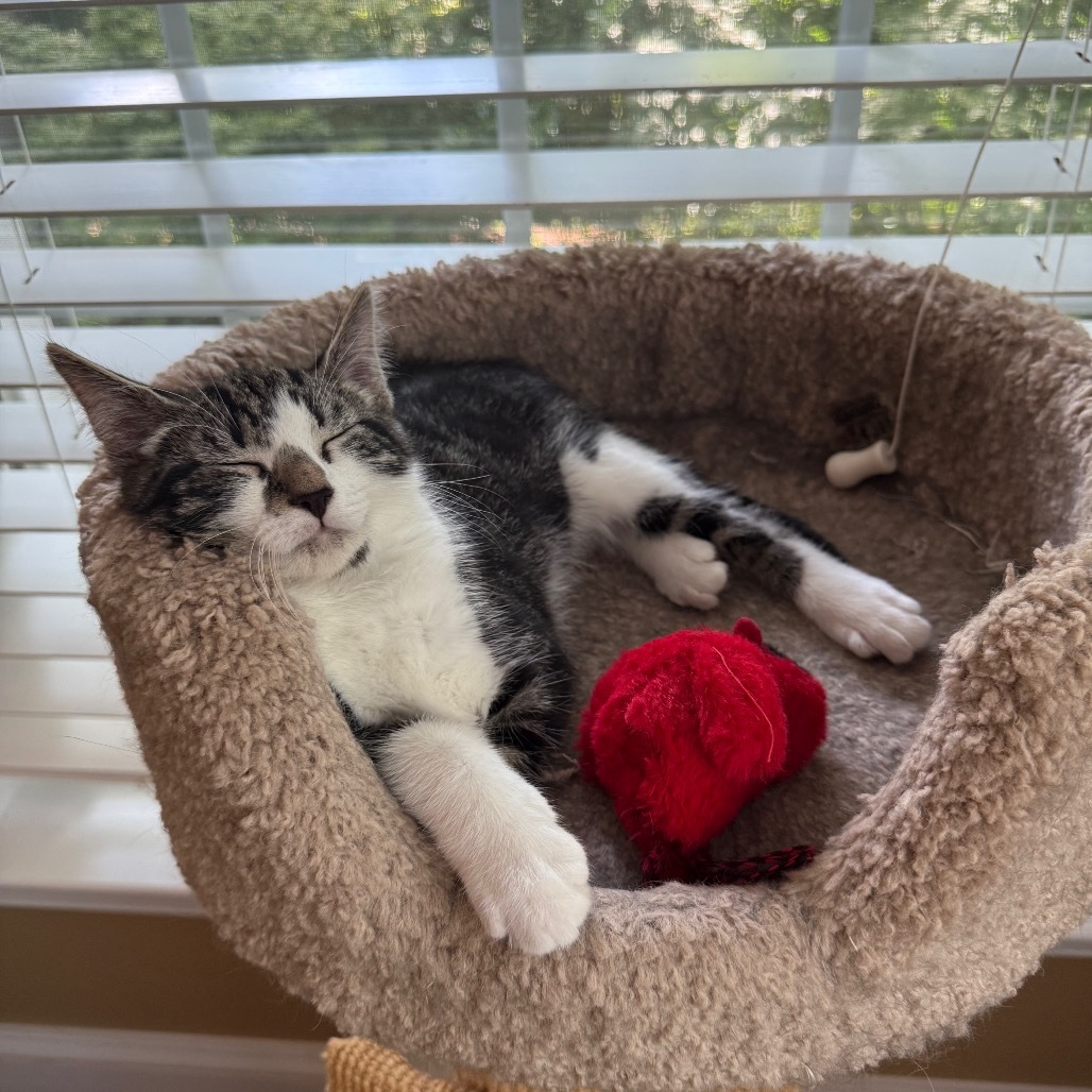 Muffin Hyattsville