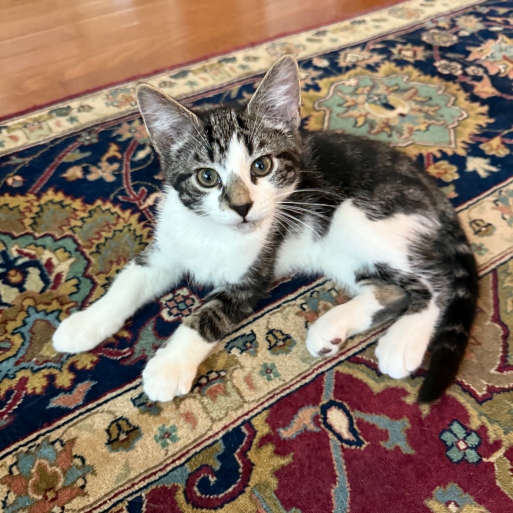 Muffin Hyattsville