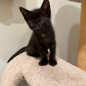 Cookie Hyattsville, Baby Male unknown