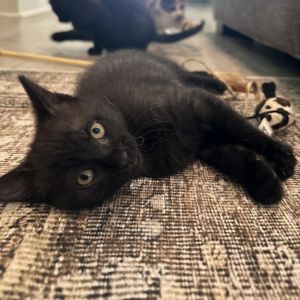 Joe  Nikki These two black beauties are SO playful  friendly Nikki purrs immediately when you pic