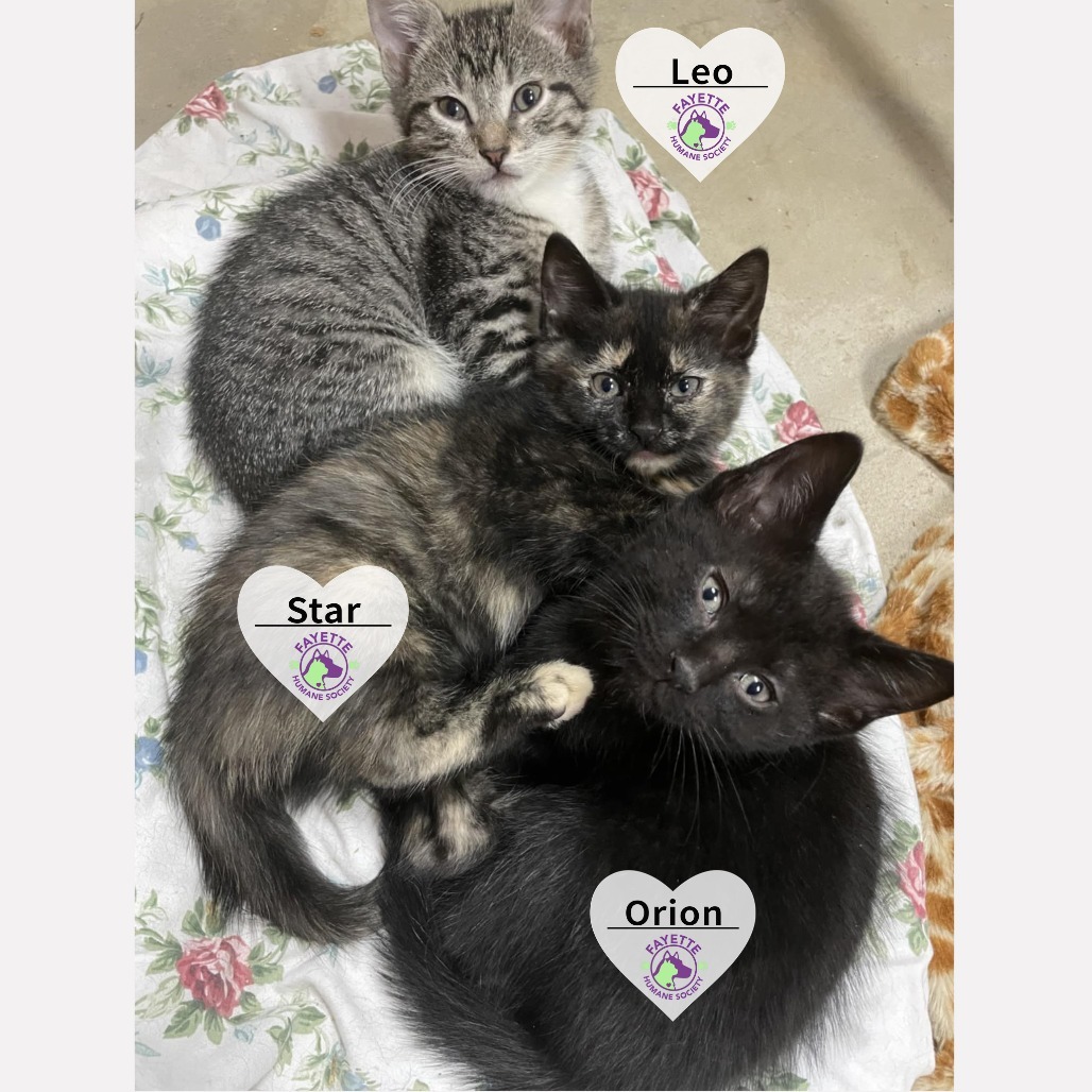 Leo